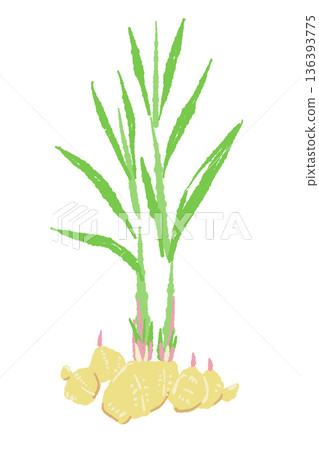 田野中生長的綠葉薑植株插圖 136393775