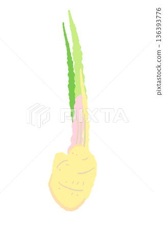 Illustration of leaf ginger with short stems Fresh ginger ingredients before cooking Illustration of leaf ginger with short stems Fresh ginger ingredients before cooking 136393776