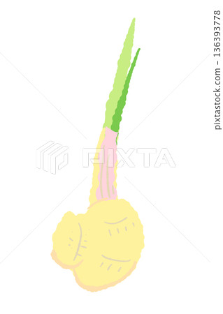 Illustration of fresh leaf ginger Young ginger with red stem base Illustration of fresh leaf ginger Young ginger with red stem base 136393778