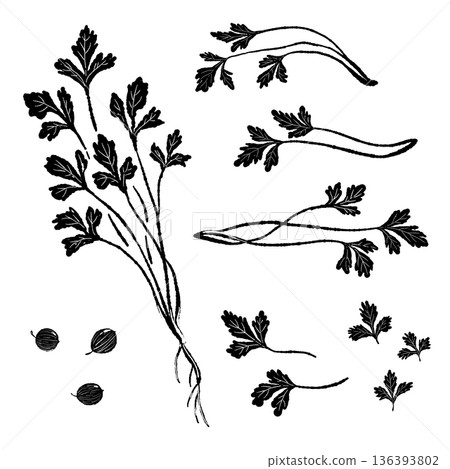Monochrome illustration variation set of coriander leaves, stems, seeds, and roots Monochrome illustration variation set of coriander leaves, stems, seeds, and roots 136393802