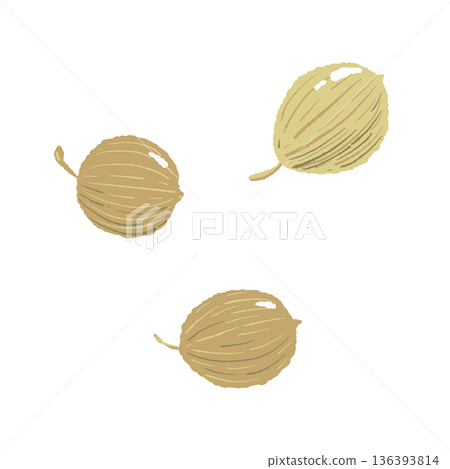 香菜籽（香菜籽）示意圖，一種用於咖哩和泡菜的圓形香料。 136393814