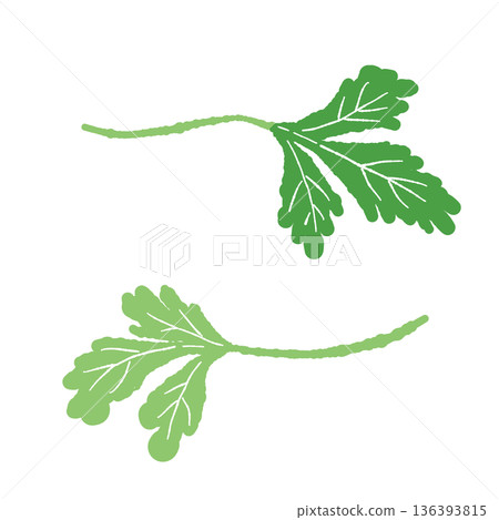 兩片香菜葉的示意圖。新鮮香草,適合為菜餚增添色彩和作為食材。 兩片香菜葉的示意圖。新鮮香草,適合為菜餚增添色彩和作為食材。 136393815