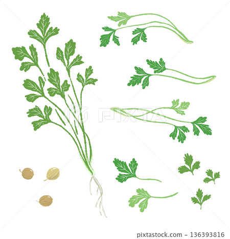 香菜變體圖集：包含植物所有部分的插圖，包括葉、莖、種子和根。 136393816