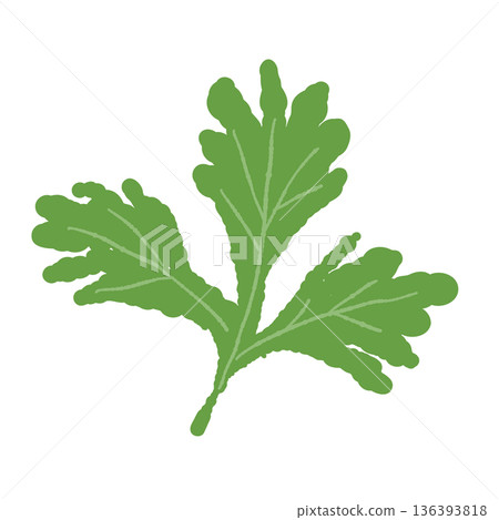 A close-up illustration of a fresh coriander leaf with a distinctive shape A close-up illustration of a fresh coriander leaf with a distinctive shape 136393818