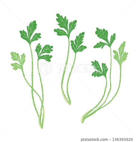 三根香菜莖的示意圖。可用作裝飾元素,增加菜餚的高度。 三根香菜莖的示意圖。可用作裝飾元素,增加菜餚的高度。 136393820