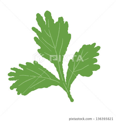一張完全展開的香菜葉插圖，一種具有獨特香氣的香草原料 136393821