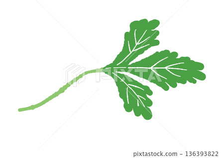 香菜葉的橫向插圖。適合用於動態設計的香草材料。 香菜葉的橫向插圖。適合用於動態設計的香草材料。 136393822