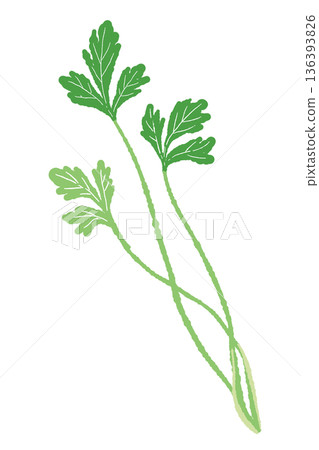 兩片顏色深淺不同的香菜葉插圖。一種美味的手繪香草。 兩片顏色深淺不同的香菜葉插圖。一種美味的手繪香草。 136393826