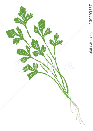 圖示一把香菜(香菜),包括根莖,用於製作湯底和醬料。 圖示一把香菜(香菜),包括根莖,用於製作湯底和醬料。 136393827