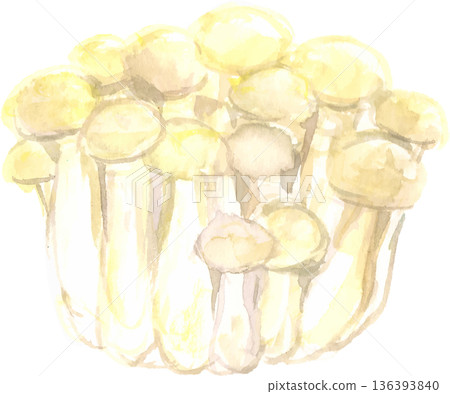 白色白玉菇水彩插圖，向量圖 136393840