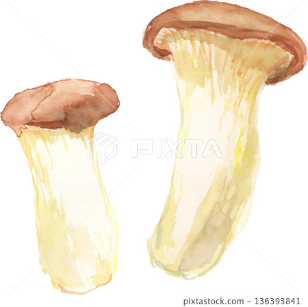 水彩風格的杏鮑菇插圖(向量圖) 水彩風格的杏鮑菇插圖(向量圖) 136393841