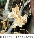 Close up of dried brown ivy gourd leaves hanging on a vine in a garden 136393855