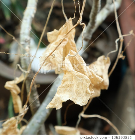 Close up of dried brown ivy gourd leaves hanging on a vine in a garden 136393855