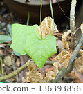 Heart-shaped green ivy gourd leaf with dried brown leaves in the background 136393856
