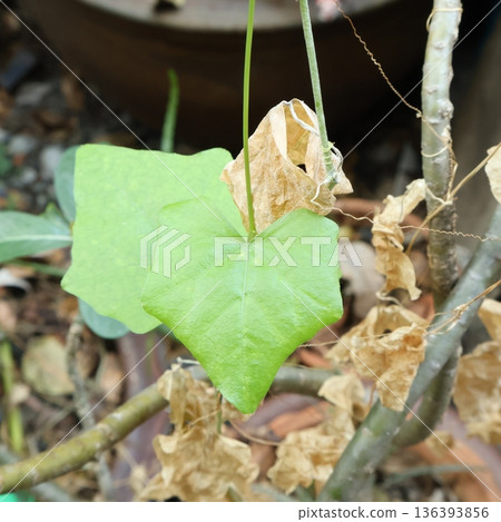 Heart-shaped green ivy gourd leaf with dried brown leaves in the background Heart-shaped green ivy gourd leaf with dried brown leaves in the background 136393856