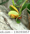 Young green jackfruit growing on a tree trunk in a tropical garden 136393857