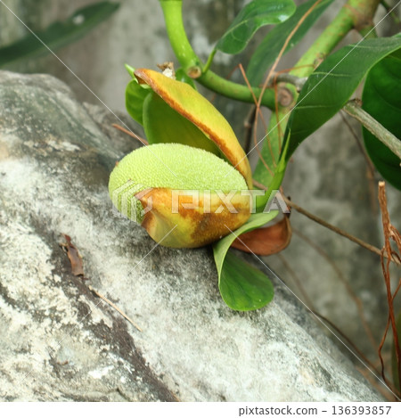 Young green jackfruit growing on a tree trunk in a tropical garden Young green jackfruit growing on a tree trunk in a tropical garden 136393857