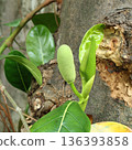 Close up of young jackfruit bud and fresh green leaves on a tree trunk 136393858