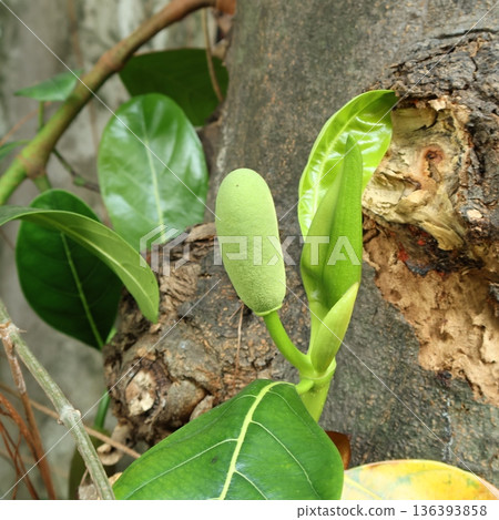Close up of young jackfruit bud and fresh green leaves on a tree trunk 136393858