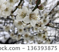 white plum blossom 136393875