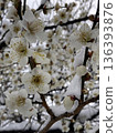 Snow and White Plum Blossoms 136393876