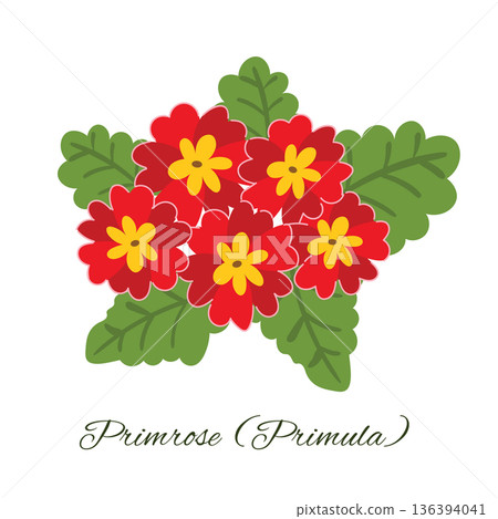 Simple flat style graphic featuring a cluster of five red primula flowers with green foliage. Simple flat style graphic featuring a cluster of five red primula flowers with green foliage. 136394041
