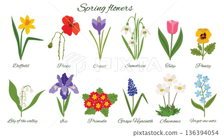 A botanical set of twelve common spring flowers with cursive labels. 136394054