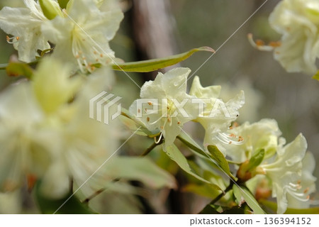 Hikage azalea blooming in the mountains in spring - a pale yellow wildflower 136394152