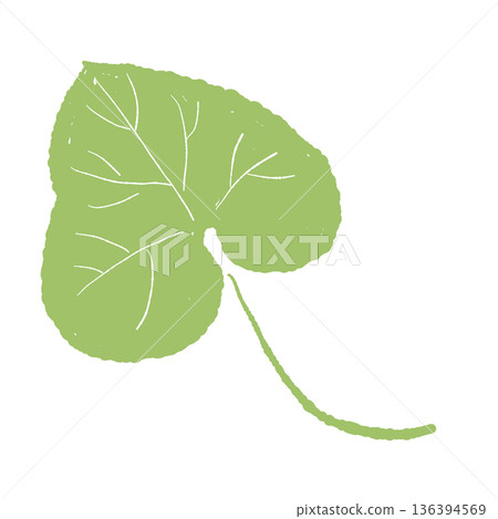 Illustration of a wasabi leaf with veins drawn. Realistic leaf material. Illustration of a wasabi leaf with veins drawn. Realistic leaf material. 136394569
