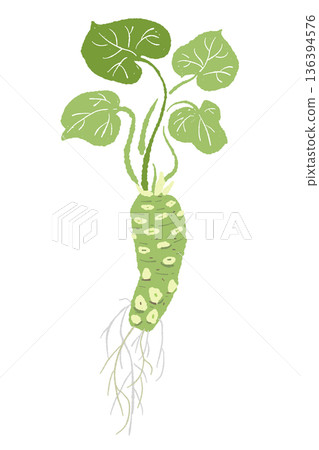 Illustration of a leafy wasabi plant. Naturally curved plant material. Illustration of a leafy wasabi plant. Naturally curved plant material. 136394576