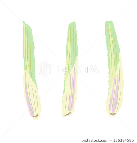 Illustration of lemongrass stem (base) The white part used to flavor soups and curries 136394590