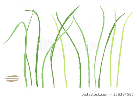 檸檬草從地面生長的插圖。描繪了田野和花園中的種植場景。 檸檬草從地面生長的插圖。描繪了田野和花園中的種植場景。 136394595