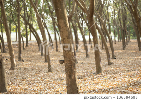 Rubber plantations with rubber latex in bowl extracted from rubber tree plantation agriculture of asian for natural latex 136394693