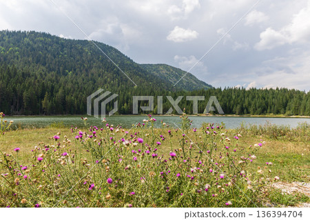 A tranquil lakeside landscape. Montenegro A tranquil lakeside landscape. Montenegro 136394704