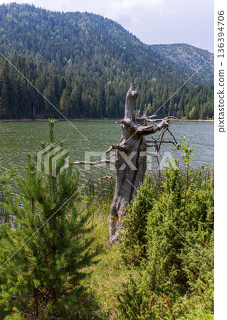 A tranquil lakeside scene in a pine forest, Montenegro 136394706