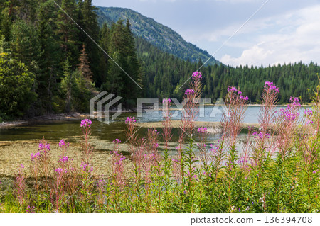 A tranquil lakeside landscape framed by pine forests 136394708