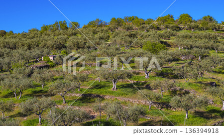 Olives Trees Plantation, Spain Olives Trees Plantation, Spain 136394918