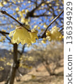 Wintersweet and Countryside Scenery 136394929