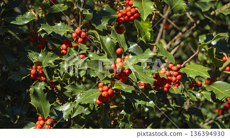 Acebal de Pradena Holly Forest, Spain 136394930