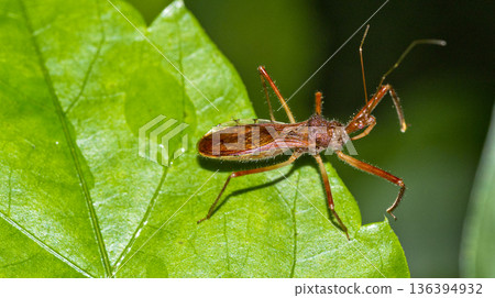 Assassin Bug, Corcovado National Park, Costa Rica Assassin Bug, Corcovado National Park, Costa Rica 136394932