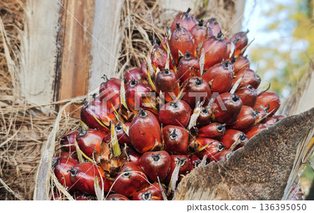 oil palm fruit on the tree and ripe oil palm fruit on the tree and ripe 136395050