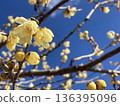 Wintersweet and blue sky 136395096