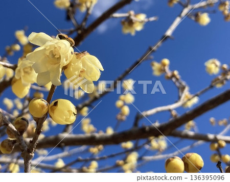 Wintersweet and blue sky 136395096