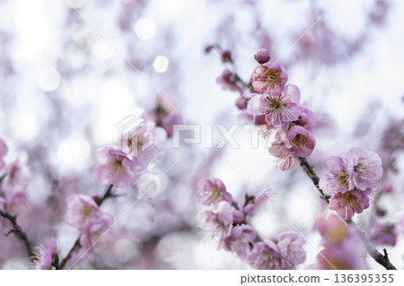 紅梅花和淺色背景材料 136395355