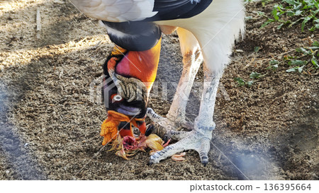 A rare king vulture is feeding on prey on the ground. A rare king vulture is feeding on prey on the ground. 136395664