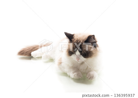 Cute fluffy Ragdoll cat isolated in studio Cute fluffy Ragdoll cat isolated in studio 136395937