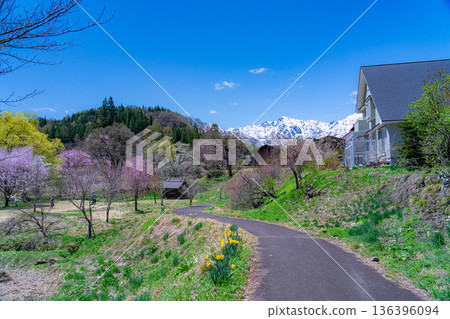 【春季素材】白馬村的春天：大出懸索橋【長野縣】 136396094