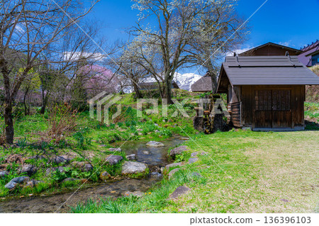 【春季素材】白馬村的春天：大出懸索橋【長野縣】 136396103