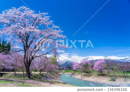 [Spring Material] Spring in Hakuba Village: Oide Suspension Bridge [Nagano Prefecture] 136396108
