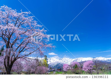 【春季素材】白馬村的春天：大出懸索橋【長野縣】 136396111